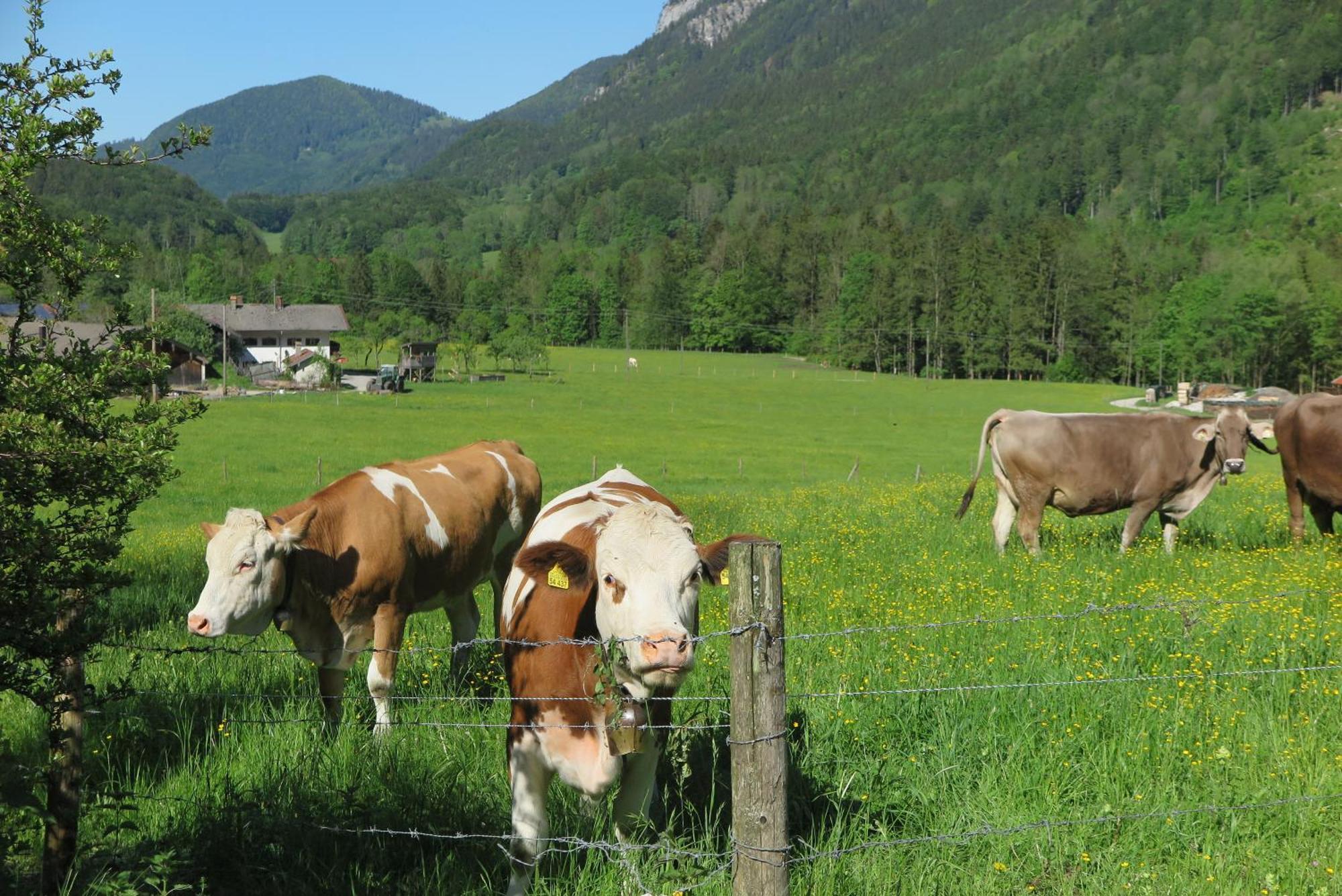 Ferienwohnungen Haus Waldwinkel Aschau im Chiemgau Exterior photo